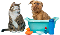 Pet Cloths & Accessories