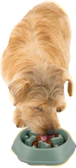 Pet Feeding and Hydration