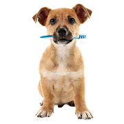 Pet Grooming & Hygiene